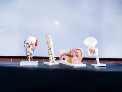Modelos anatómicos de cráneo, columna vertebral, oído y cadera en una mesa