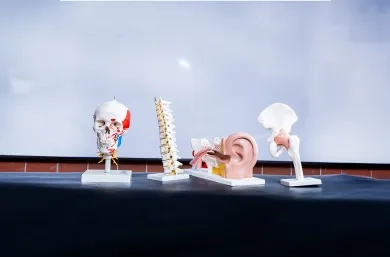 Modelos anatómicos de cráneo, columna vertebral, oído y cadera en una mesa